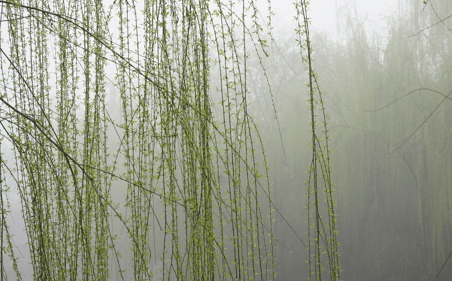 什么柳条像什么补充句子